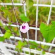 ヒメ日記 2026/09/13 08:55 投稿 愛内優乃 TOKYO五十路マダムin池袋（カサブランカグループ）