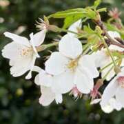 ヒメ日記 2026/03/29 15:19 投稿 もか 白いぽっちゃりさん五反田店