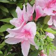 ヒメ日記 2026/04/09 12:39 投稿 もか 白いぽっちゃりさん五反田店