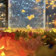 ヒメ日記 2026/04/08 13:05 投稿 つむぎ PLATINA