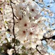 ヒメ日記 2026/04/05 15:48 投稿 こはく The White