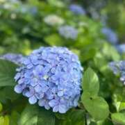 ヒメ日記 2026/06/08 14:56 投稿 月夜 BBW鶯谷店