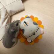 ヒメ日記 2026/04/06 11:06 投稿 かずは 新小岩デリヘル ラブセレクション