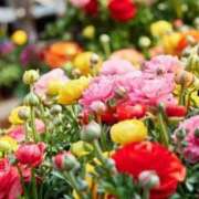 ヒメ日記 2026/04/01 12:36 投稿 かげつ 熟女の風俗最終章 池袋店