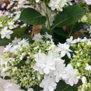 姫（ひめ） ガクアジサイ💐 松戸デリヘル　熟女ヘブン