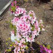 ヒメ日記 2026/04/22 10:54 投稿 姫（ひめ） 松戸デリヘル　熟女ヘブン