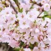 れのあ お花見行ってきました PHANTOM(ファントム)