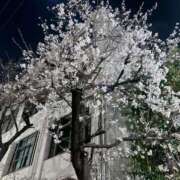 ヒメ日記 2026/03/30 08:51 投稿 ゆうり 奥様電車