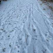 ヒメ日記 2026/03/03 18:26 投稿 リンカ バニーコレクション千葉栄町店