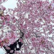 ヒメ日記 2026/03/27 18:37 投稿 詩寧(しずね) 人妻出逢い会 百合の園 山の手本店