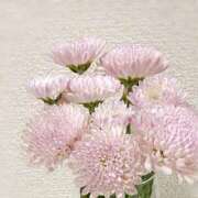 ヒメ日記 2026/04/09 01:27 投稿 詩寧(しずね) 人妻出逢い会 百合の園 山の手本店