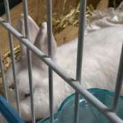 ヒメ日記 2026/04/06 17:04 投稿 しの Smart(スマート)