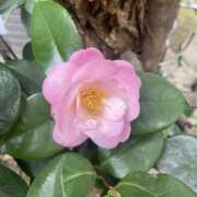 ヒメ日記 2026/03/16 16:04 投稿 しゅな 品川ミセスアロマ（ユメオト）