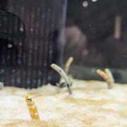 ヒメ日記 2026/09/05 00:03 投稿 ナツキ 京都ホテヘル倶楽部