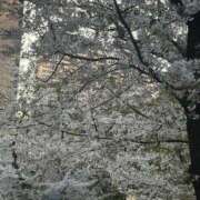 ヒメ日記 2026/04/06 15:59 投稿 なぎさ もんぜつちじょ本店