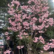 ヒメ日記 2026/04/13 19:39 投稿 茉優(まゆ) 麗しい人妻 新宿本店