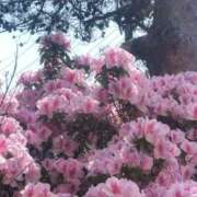 ヒメ日記 2026/04/19 01:01 投稿 森高あざみ 五十路マダム 沼津店(カサブランカグループ)