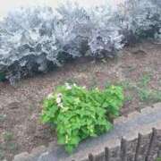 わかば 事務所とーちゃく♪ 池袋おかあさん