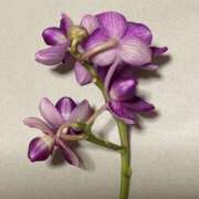 ヒメ日記 2026/04/05 10:20 投稿 佐々木雪乃 五十路マダムエクスプレス豊橋店（カサブランカグループ）