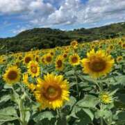 ヒメ日記 2026/04/07 13:44 投稿 佐々木雪乃 五十路マダムエクスプレス豊橋店（カサブランカグループ）