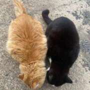 ヒメ日記 2026/03/15 21:12 投稿 ももの　歴史的アイドル AROMA FACE NAKASU