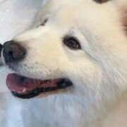 ヒメ日記 2026/04/15 19:11 投稿 オトハ 川崎美女革命