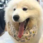 ヒメ日記 2026/04/16 00:12 投稿 オトハ 川崎美女革命