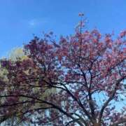 はるひ 急遽!!出勤!!💞 かわいい素人女子TOP100(地方出身者編)