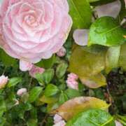 らな (*´∇｀)ﾉ　おひさ〜♪ かわいい素人女子TOP100(地方出身者編)