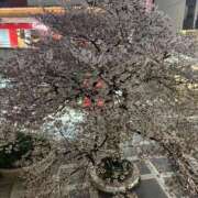 ヒメ日記 2026/04/11 14:52 投稿 みなこ 出会い系人妻ネットワーク さいたま～大宮編