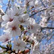 ヒメ日記 2026/04/03 00:48 投稿 みさ すごいエステ福岡店