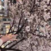 ヒメ日記 2026/03/31 13:35 投稿 ホノカ 川崎美女革命