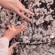 ヒメ日記 2026/04/02 12:57 投稿 ホノカ 川崎美女革命