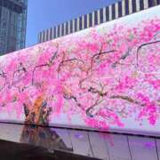 ヒメ日記 2026/04/11 21:39 投稿 菅沼 美嘉 東京貴楼館