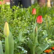 ヒメ日記 2026/04/12 23:29 投稿 菅沼 美嘉 東京貴楼館