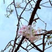 ヒメ日記 2026/03/26 13:53 投稿 菅沼 美嘉 横浜貴楼館