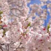 菅沼 美嘉 綺麗な桜 横浜貴楼館