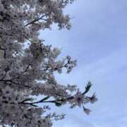 のん さくらみた？ ELLE