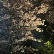 ヒメ日記 2026/04/01 10:07 投稿 すもも ちゃんこ本厚木店