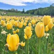 ヒメ日記 2026/03/11 08:18 投稿 成瀬みお 恋する妻たち