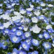 ヒメ日記 2026/03/16 11:33 投稿 成瀬みお 恋する妻たち