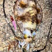 ヒメ日記 2026/04/16 11:53 投稿 成瀬みお 恋する妻たち