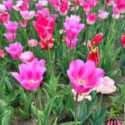 ヒメ日記 2026/06/11 14:38 投稿 成瀬みお 恋する妻たち