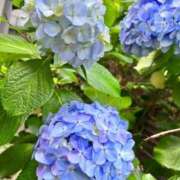 ヒメ日記 2026/07/15 15:38 投稿 成瀬みお 恋する妻たち