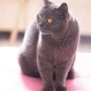 ヒメ日記 2026/03/12 14:54 投稿 谷山さゆり おもてなし妻