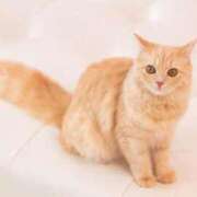 ヒメ日記 2026/03/14 10:25 投稿 谷山さゆり おもてなし妻