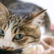 ヒメ日記 2026/03/19 21:51 投稿 谷山さゆり おもてなし妻