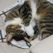 ヒメ日記 2026/03/20 08:45 投稿 谷山さゆり おもてなし妻