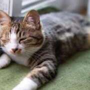 ヒメ日記 2026/03/20 18:31 投稿 谷山さゆり おもてなし妻