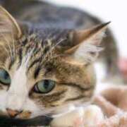 ヒメ日記 2026/03/29 19:38 投稿 谷山さゆり おもてなし妻